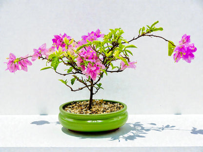 10” Pink Lavender Flowering Bougainvillea Bonsai Tree - Valentines Day Special