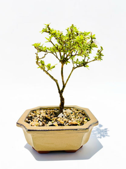 6 Inch Starter Variegated White Flowering Serissa Bonsai Tree