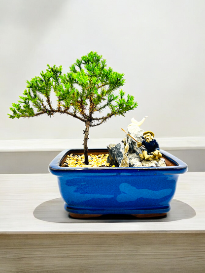 7 Inch Juniper Bonsai Tree With Rock Feature