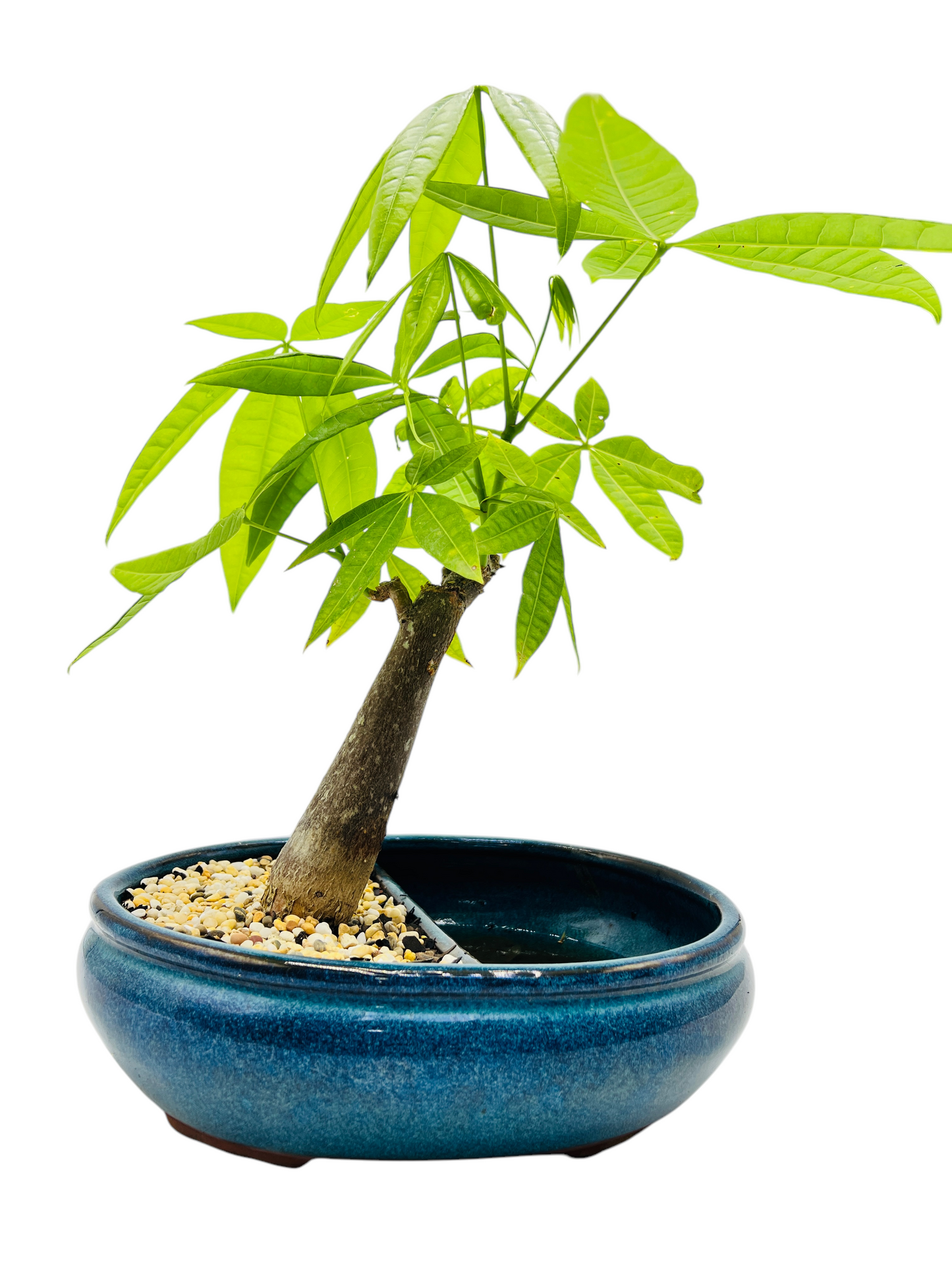 5 Leaves Twin Trunk Indoor Guiana Chestnut “Pachira Aquatica” Bonsai Tree 10 Inch 发财树