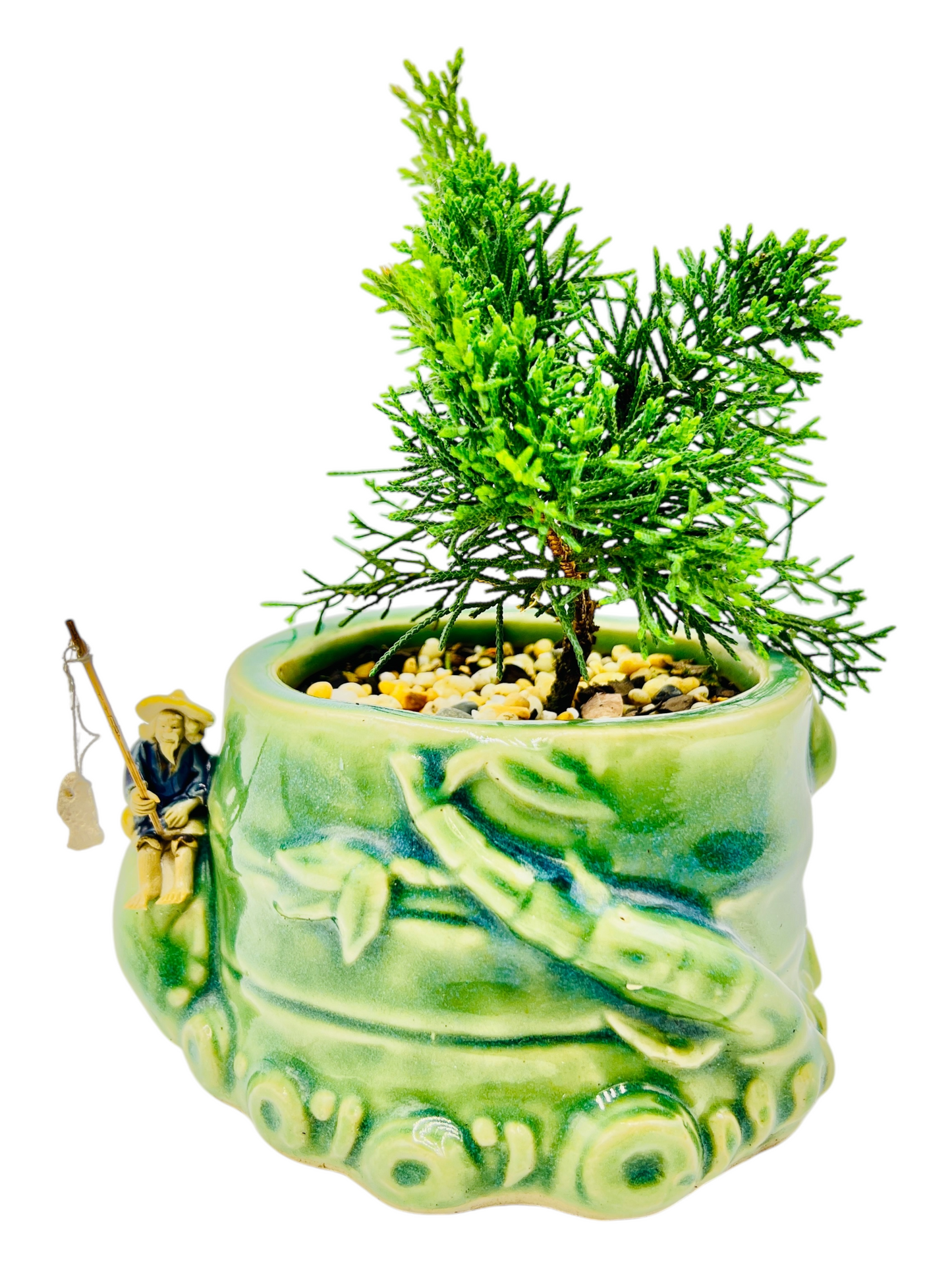 5” Japanese Shimpaku Juniper Bamboo Pot With Fisherman Bonsai Tree