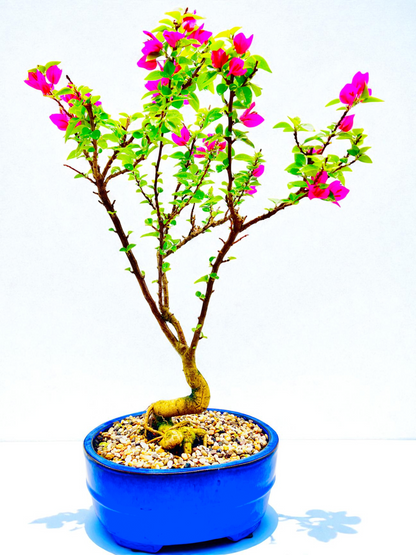 12” Pixie Pink Bougainvillea 10 Years Old 70cm Tall