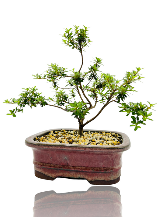 8” Saotome Azalea Bonsai Tree