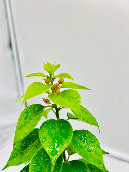 8” Pixie Pink Bougainvillea Bonsai Tree 40cm Tall