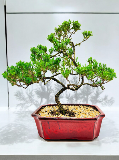 Large Juniper Squamata Bonsai Tree 12 Inch