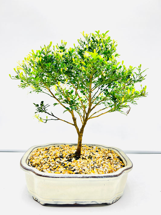 10 Inch Mini Jasmine Bonsai Tree