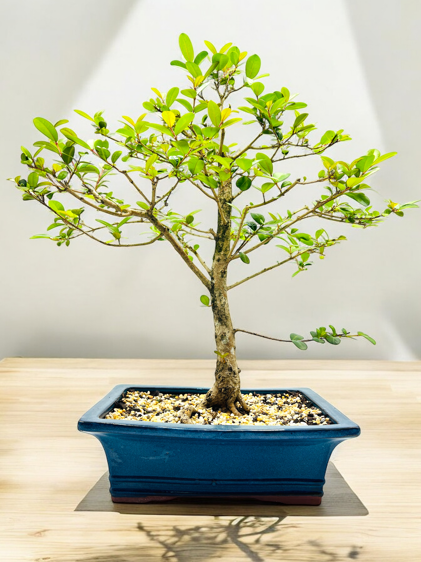 12” Lilly Pilly Bonsai Tree 11 Years Old 60cm Tall