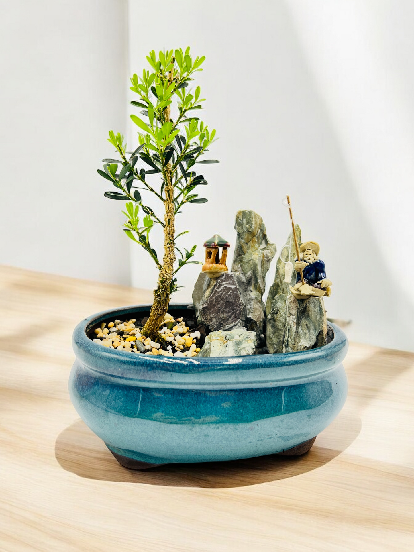 6” Harlandii Buxus Bonsai Tree With Rock Feature