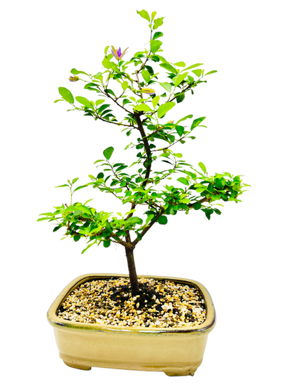 lavender star bonsai tree 10 Inch Lavender Star Bonsai Tree – Bonsai Gifts Nursery