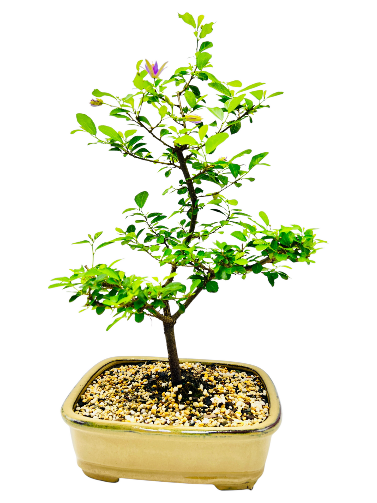 10 Inch Lavender Star Bonsai Tree