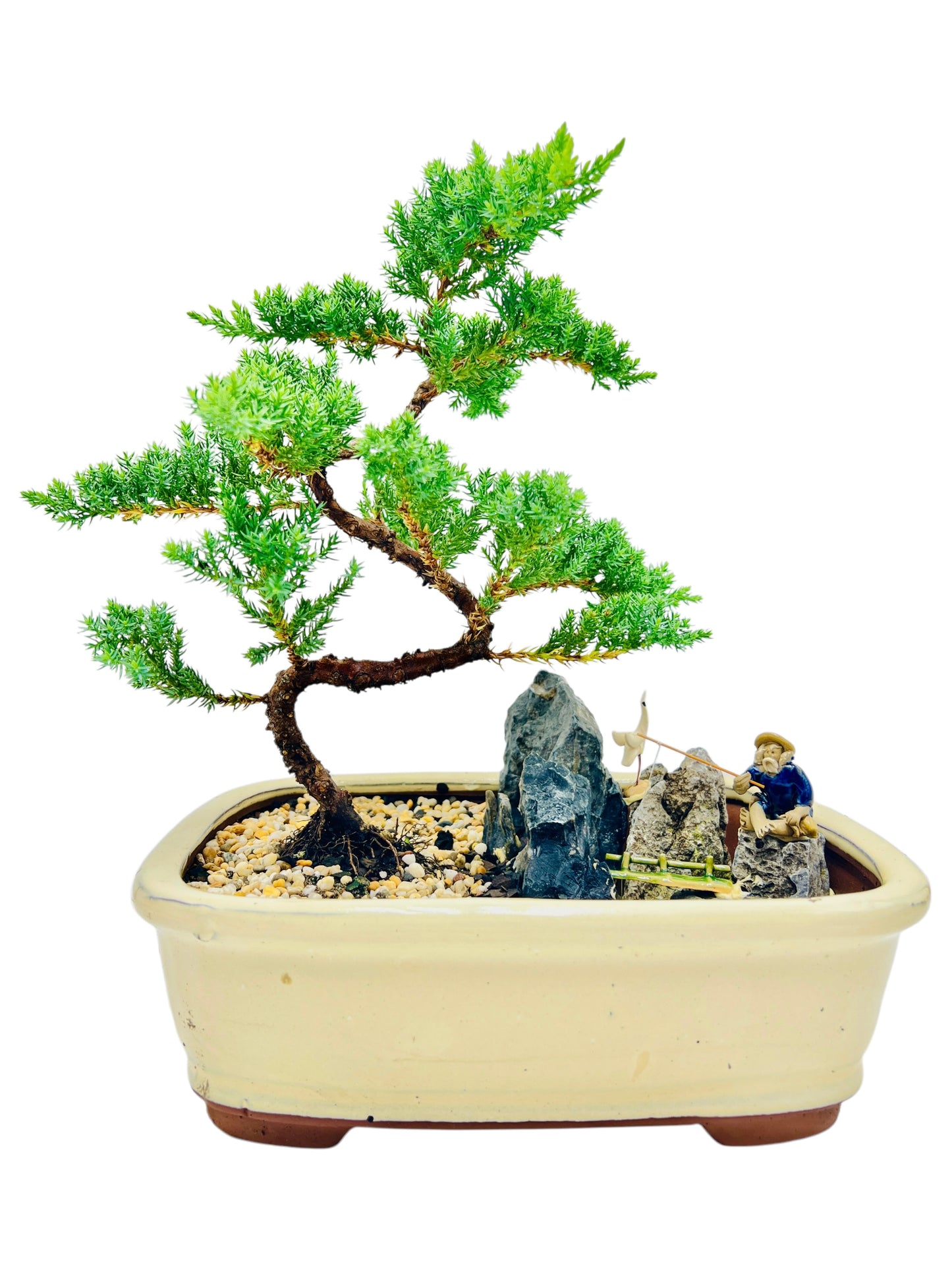 12 Inch Juniper Bonsai Tree With Rock Feature