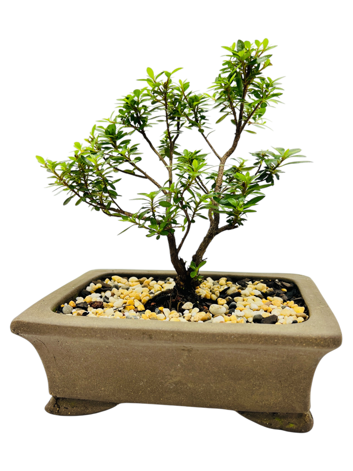 6” Saotome Azalea Bonsai Tree