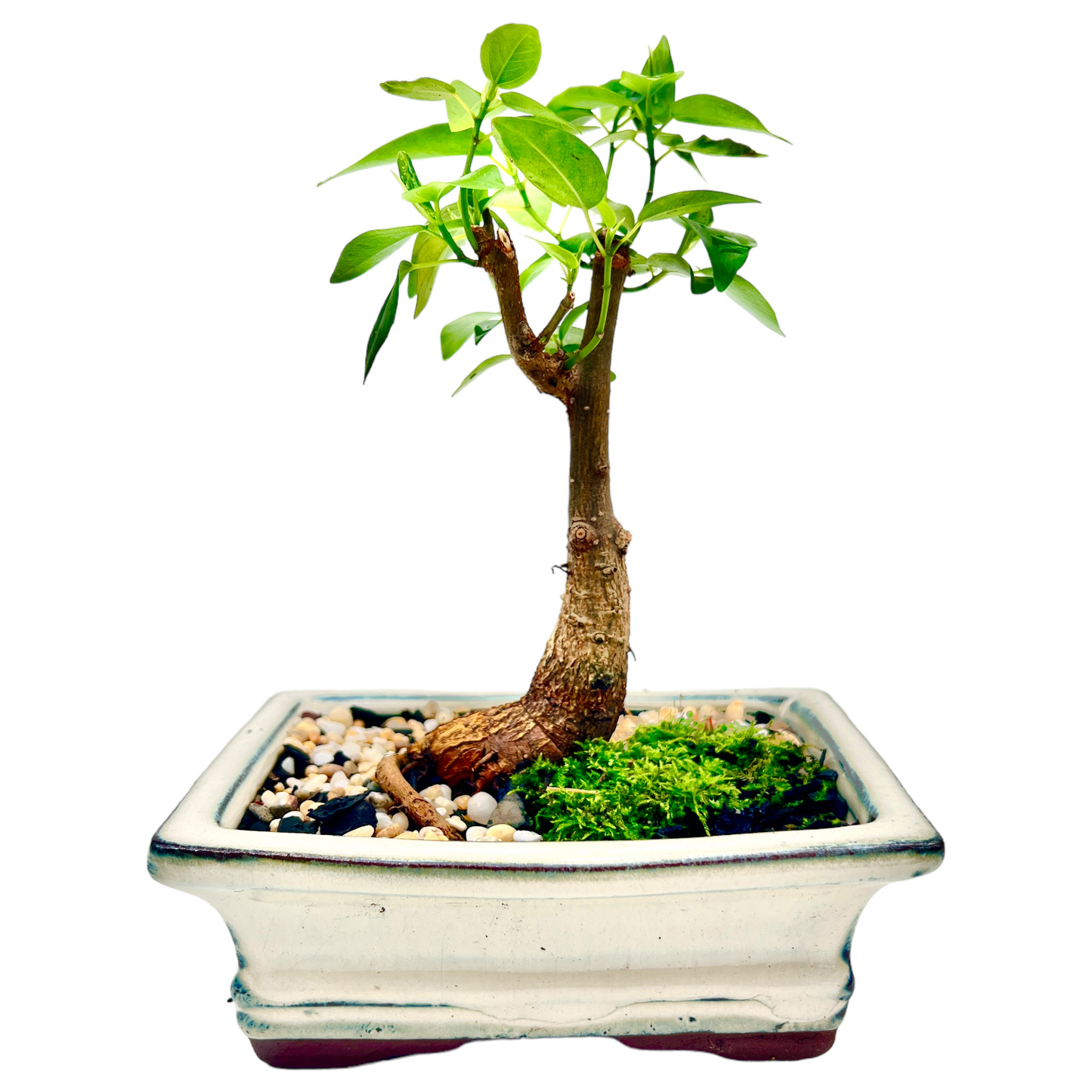 Small Leaf Fig Bonsai Tree 6 Inch - Bonsai Gifts Nursery