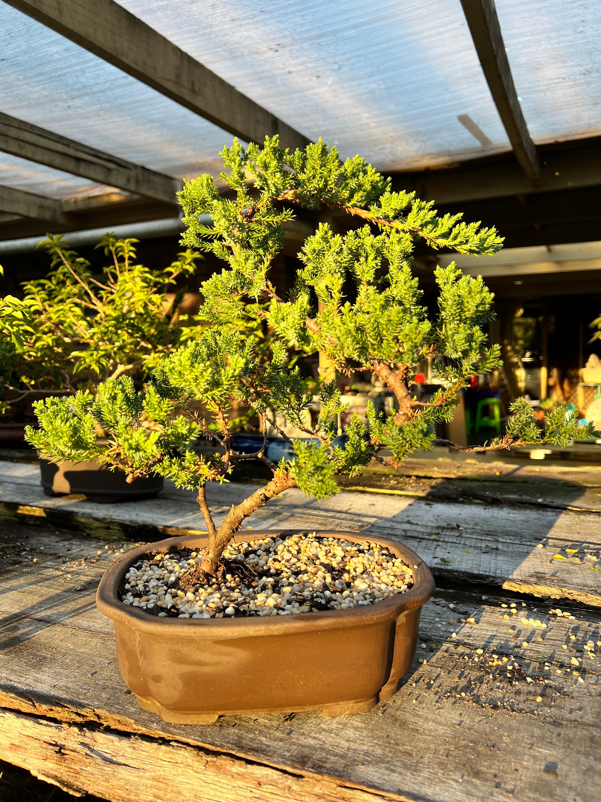 Juniper Squamata Bonsai Tree 10 Inch - Bonsai Gifts Nursery