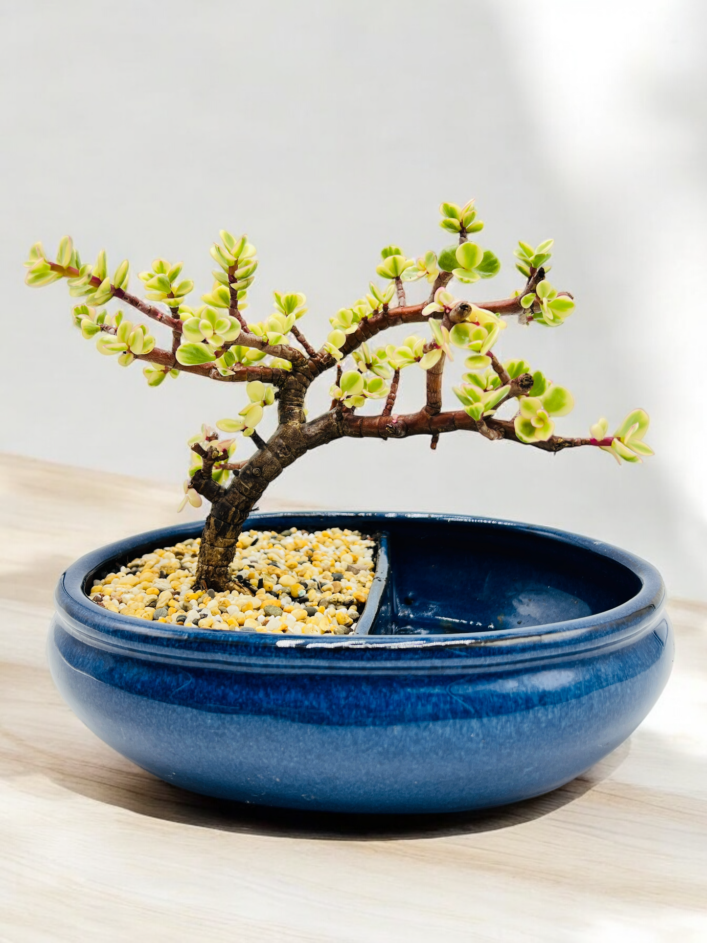 10 Inch Variegated Jade Bonsai Tree