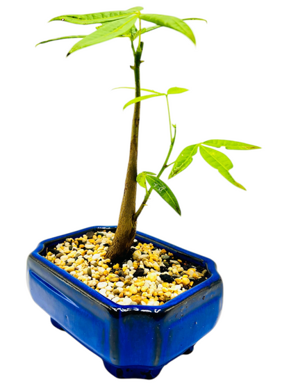 5 Leaves Twin Trunk Indoor Guiana Chestnut “Pachira Aquatica” Bonsai Tree 6 Inch 发财树