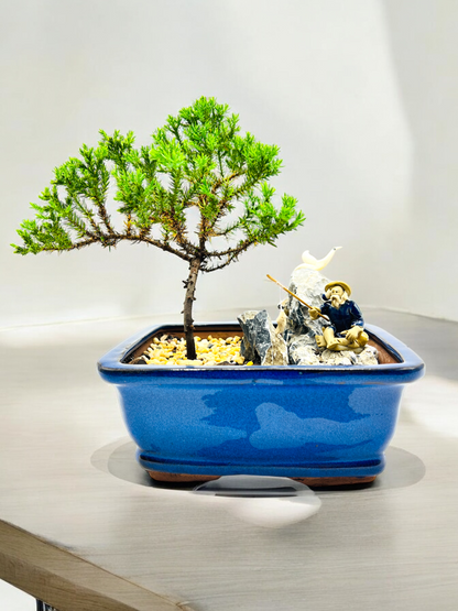 7 Inch Juniper Bonsai Tree With Rock Feature