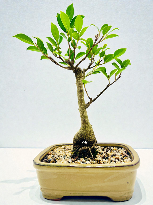 8 Inch Tiger Bark Fig Bonsai Tree - Yellow Rectangular Pot