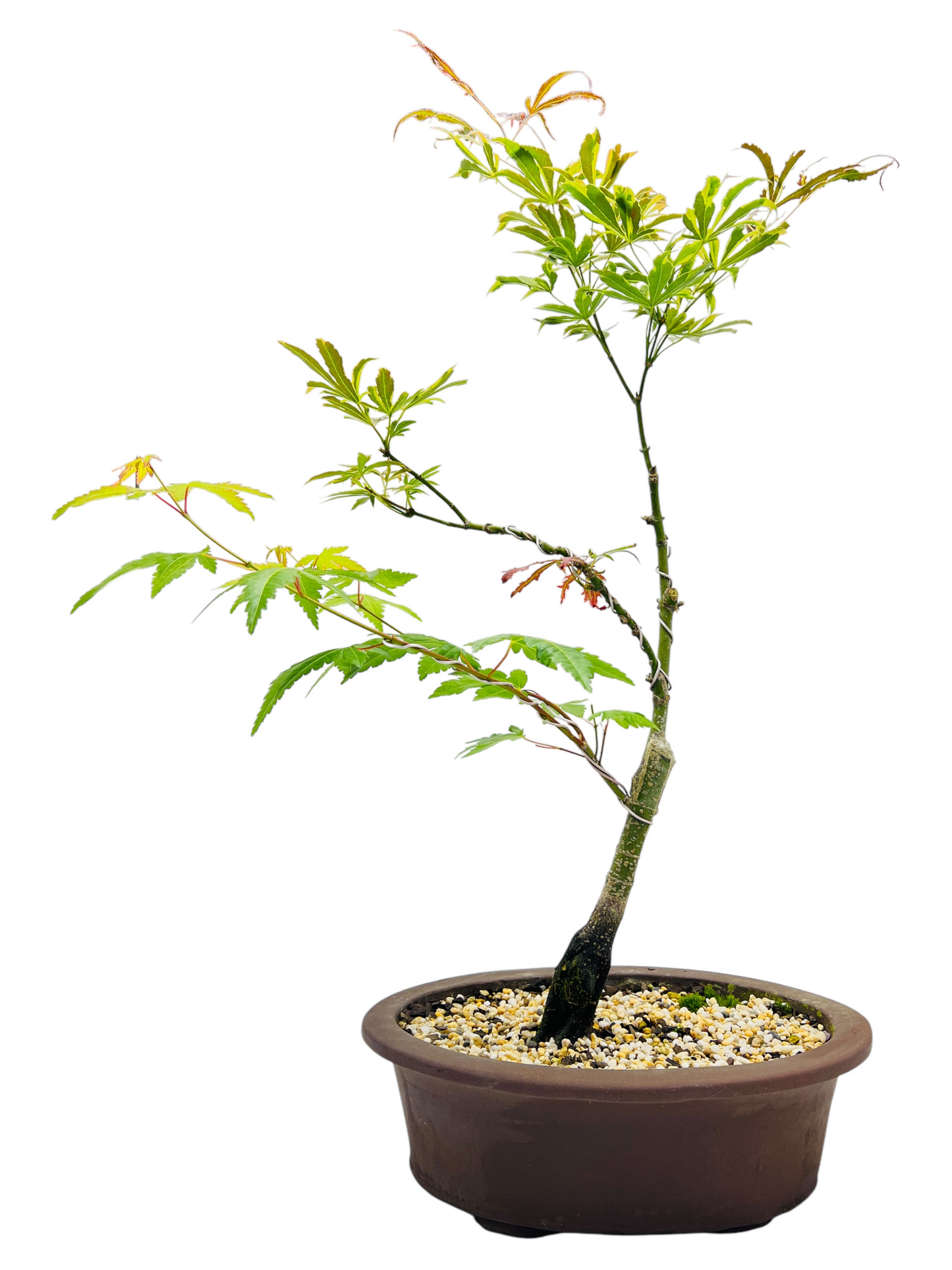 Japanese Maple 12 Inch