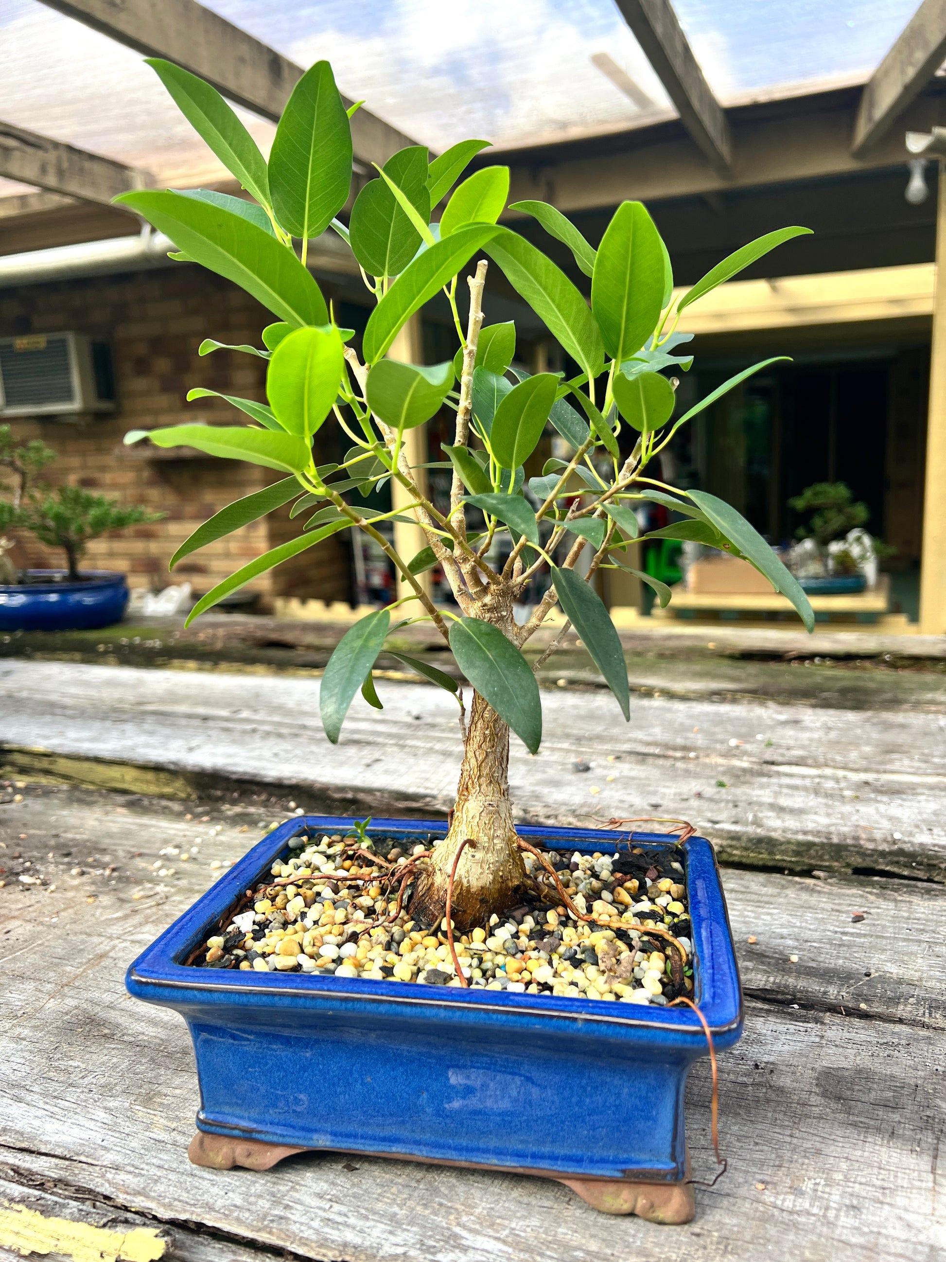 8 Inch Small Leaf Fig Bonsai Tree - Bonsai Gifts Nursery