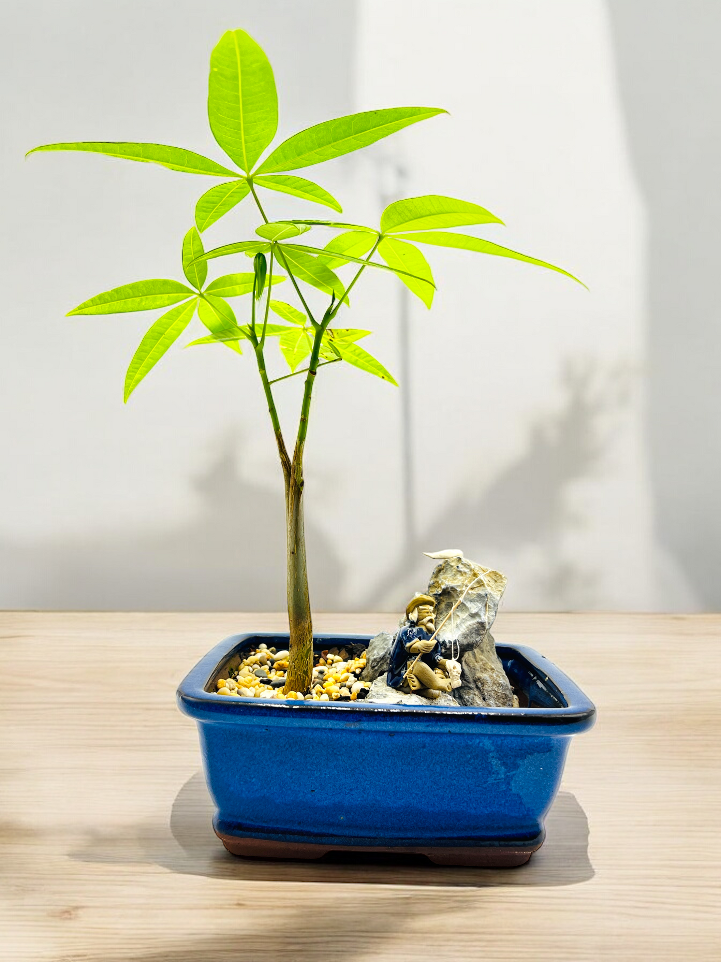 Rock Feature Indoor Guiana Chestnut “Pachira Aquatica” Bonsai Tree 7 Inch 发财树