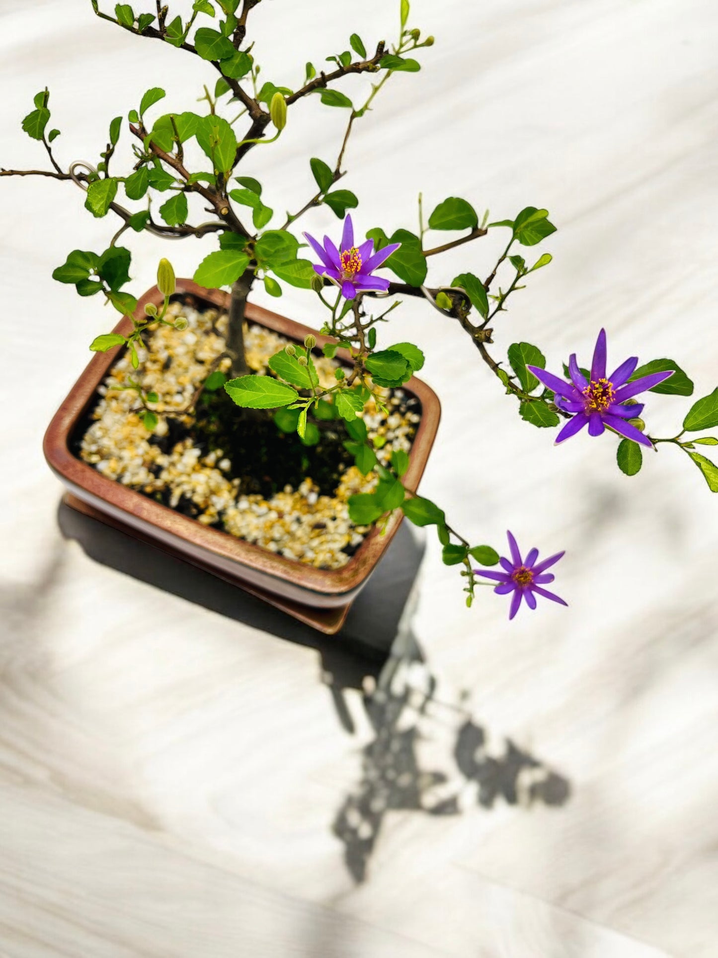 8 Inch Lavender Star Bonsai Tree With Ceramic Saucer