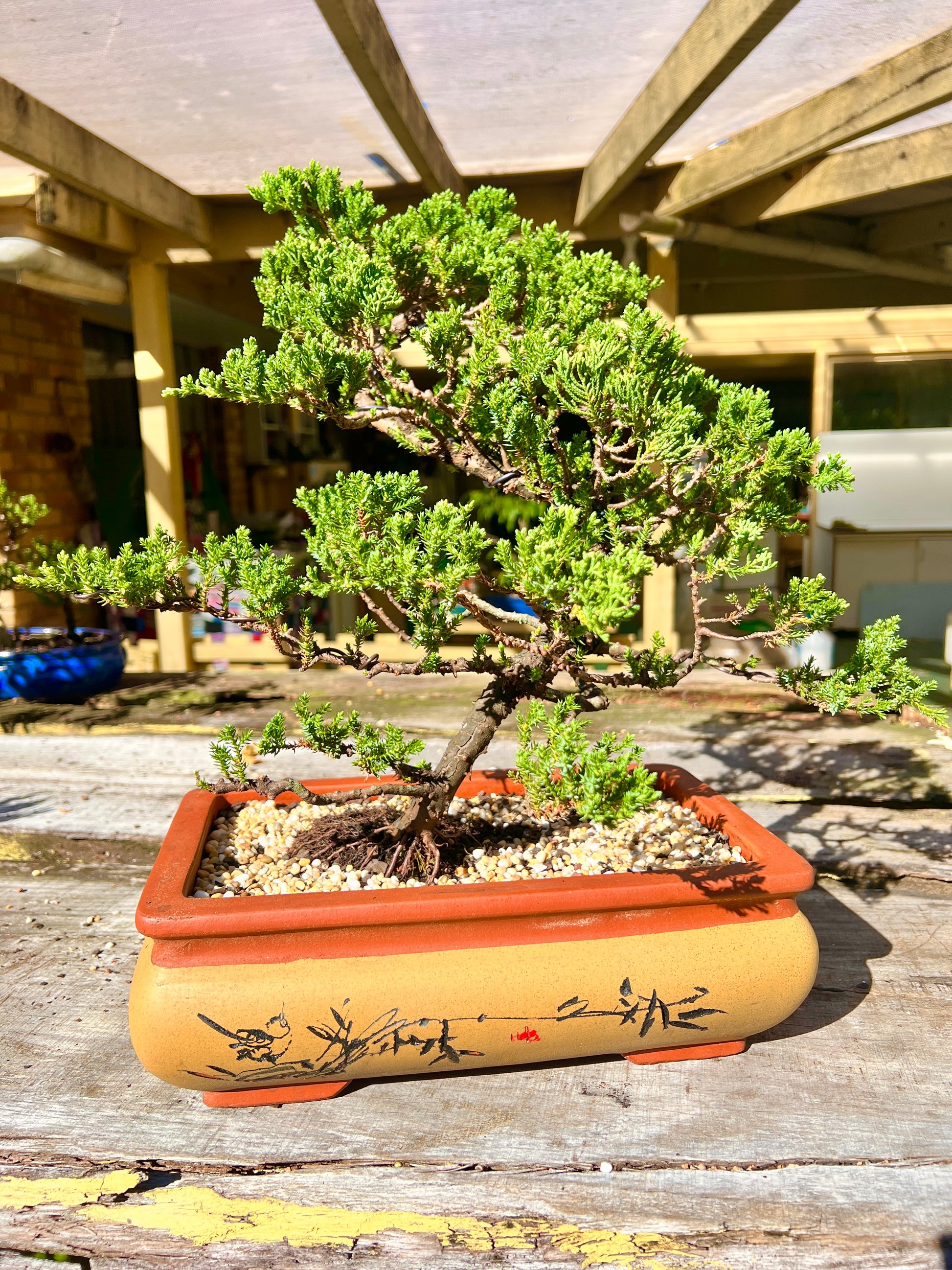 Large Juniper Squamata Bonsai Tree 12 Inch - Bonsai Gifts Nursery