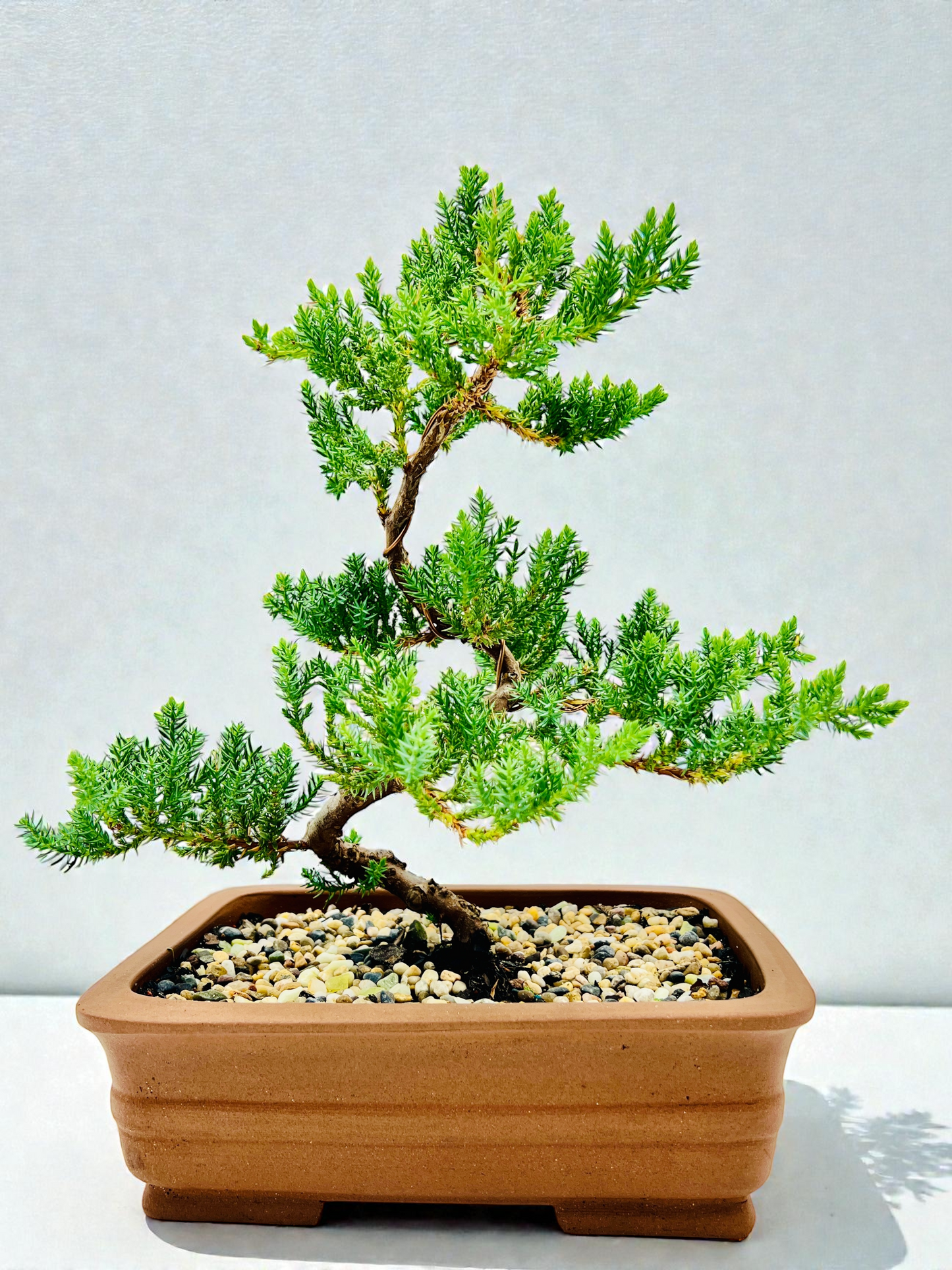 10” Large Juniper Squamata Bonsai Tree - Unglazed Premium Pot