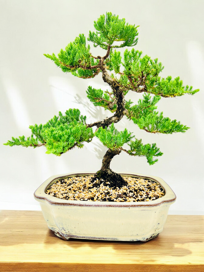 Advanced Twisted Trunk Juniper Squamata Bonsai Tree