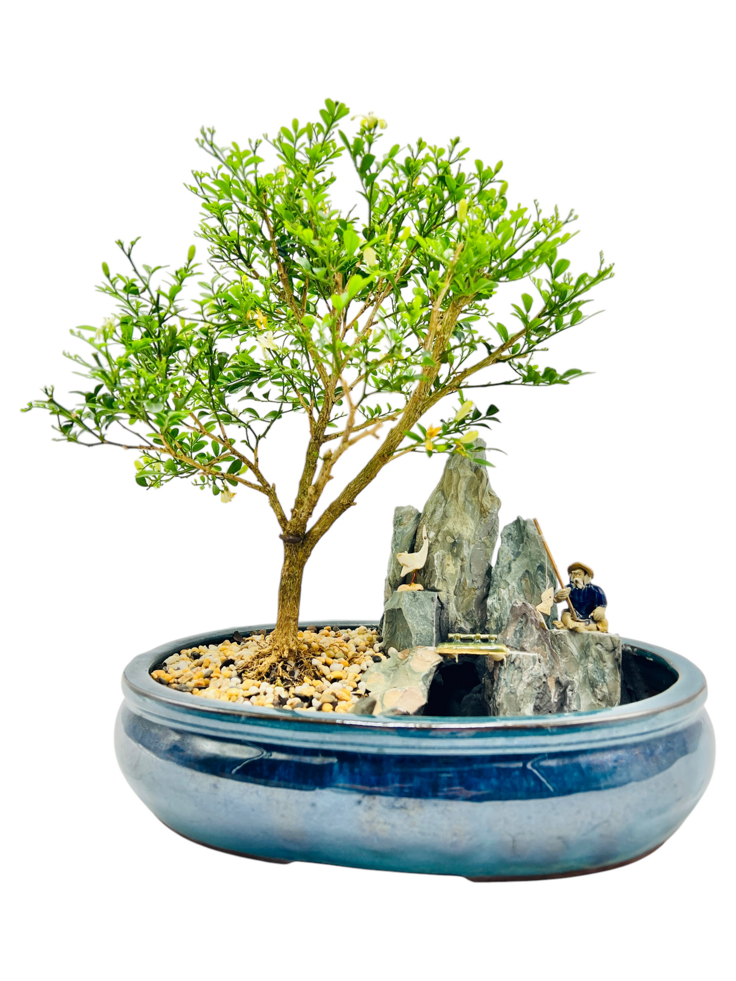 12 Inch Mini Jasmine Rock Feature Bonsai Tree