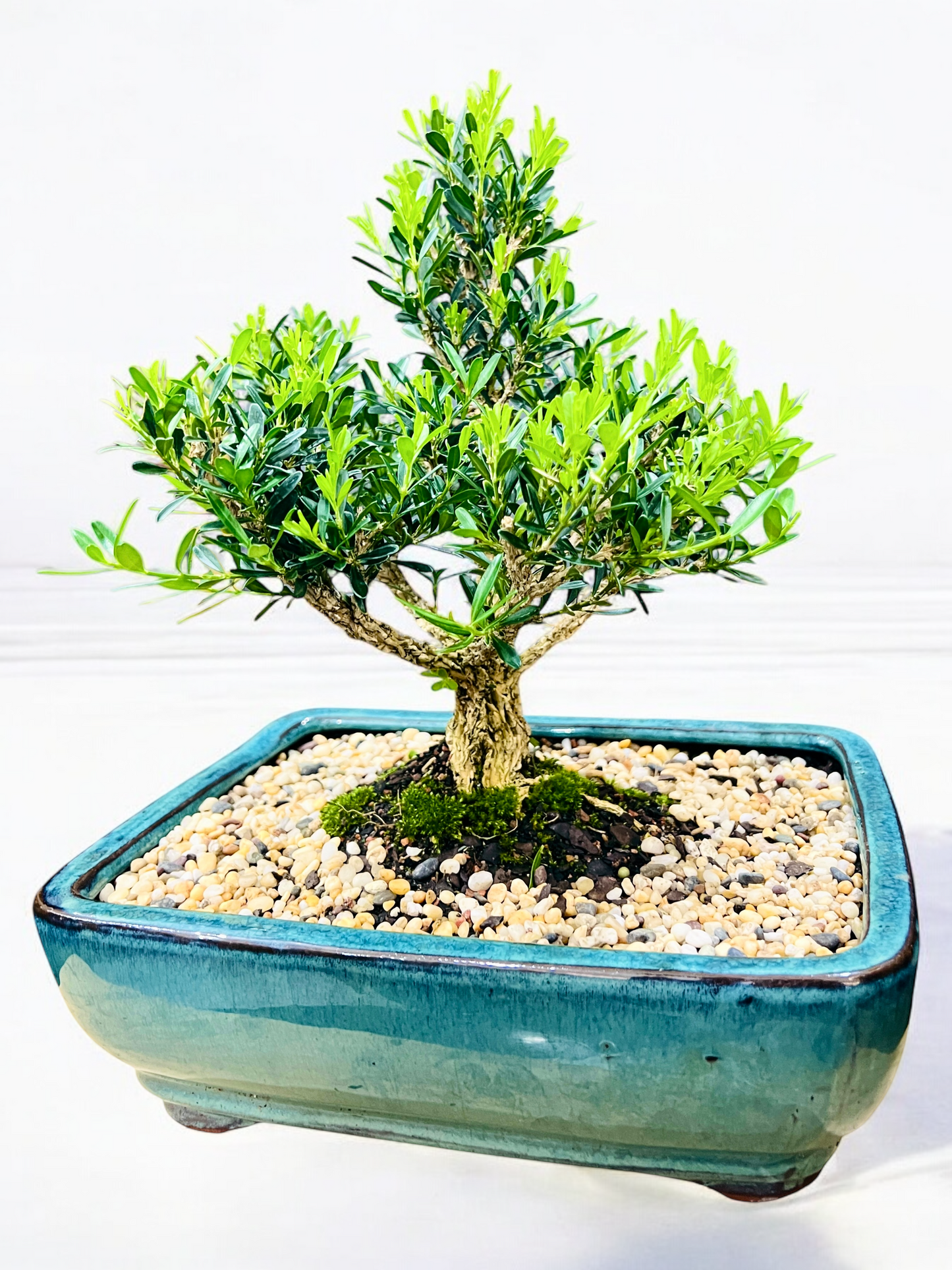 Harlandii Buxus 10" Bonsai Tree