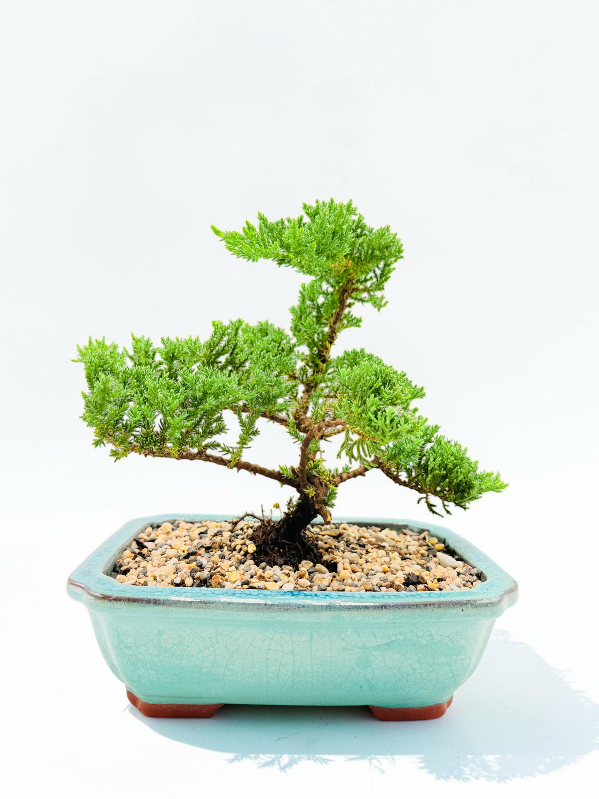 10 Inch Juniper Squamata Bonsai Tree - Aqua Rectangular Pot