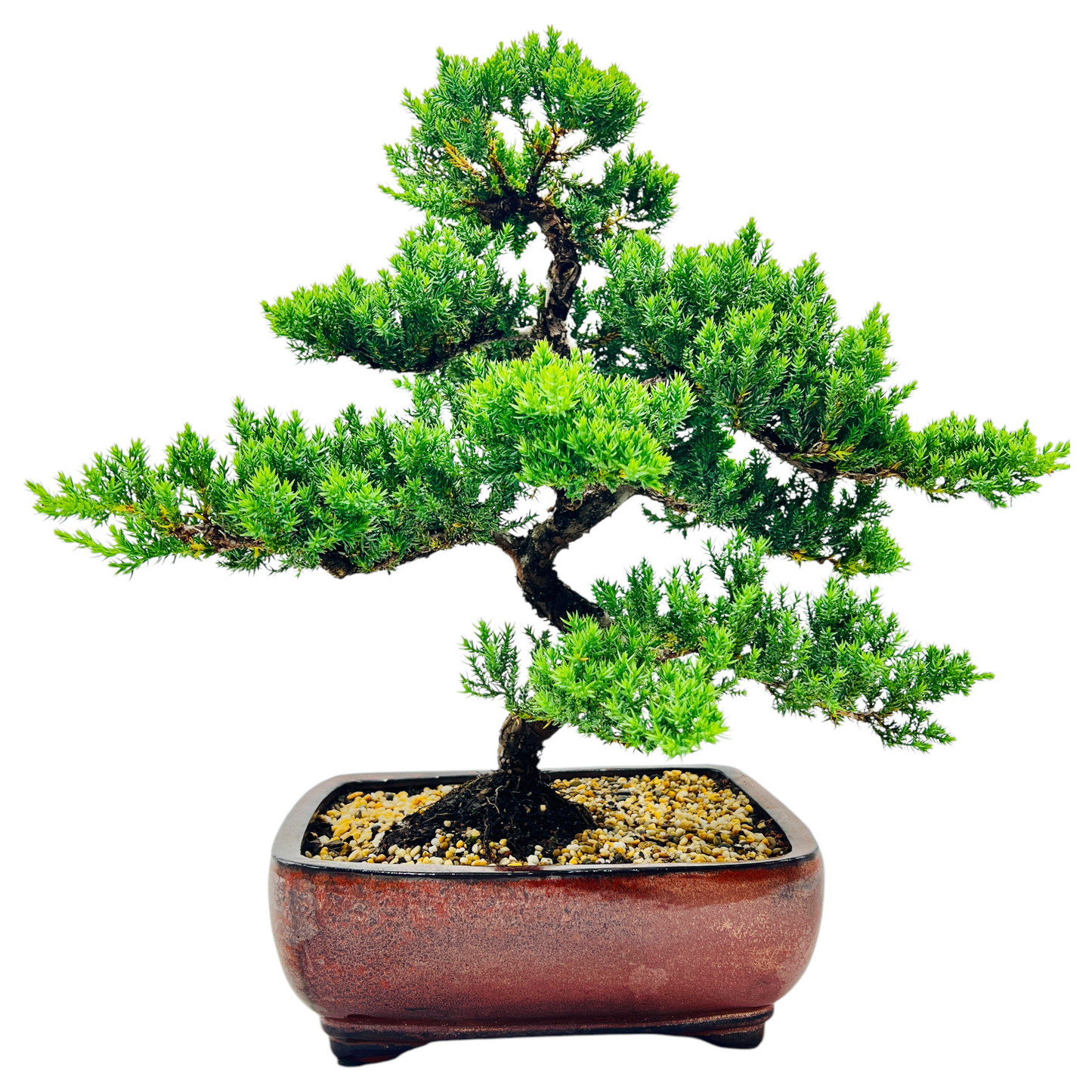 Advanced Twisted Trunk Juniper Squamata Bonsai Tree