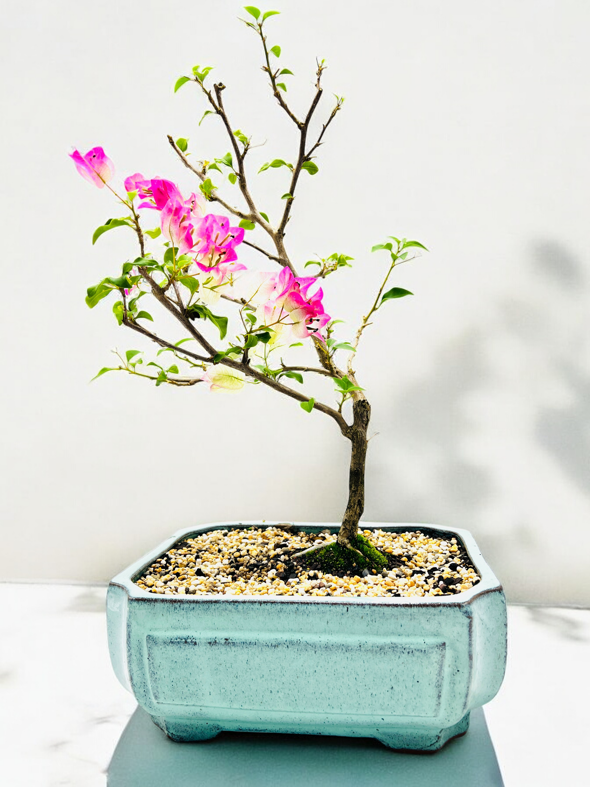 bonsai tree with pink leaves 12” White/Pink Flowering Bougainvillea Bonsai Tree
