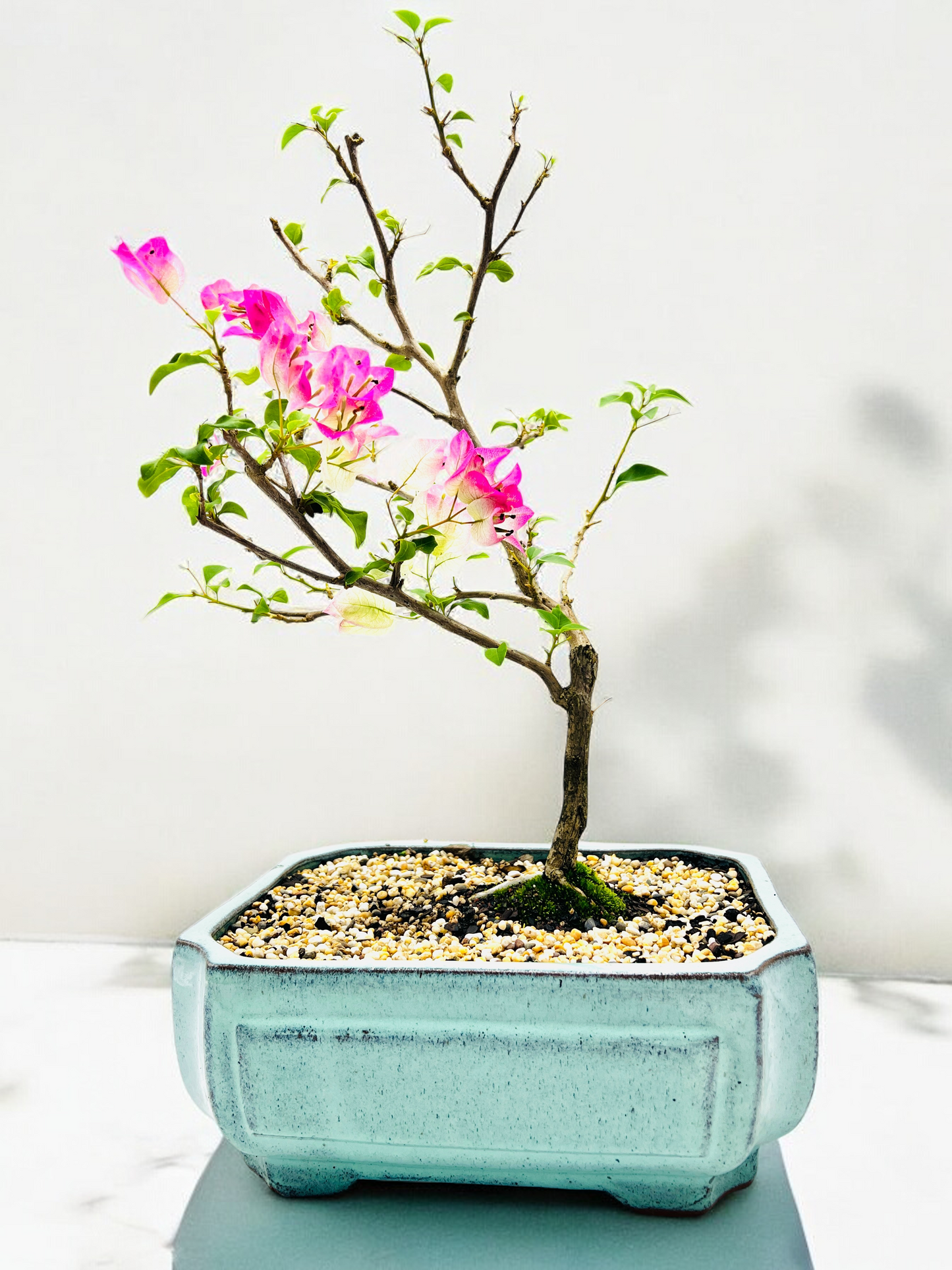 12” White/Pink Flowering Bougainvillea Bonsai Tree - Windswept Style