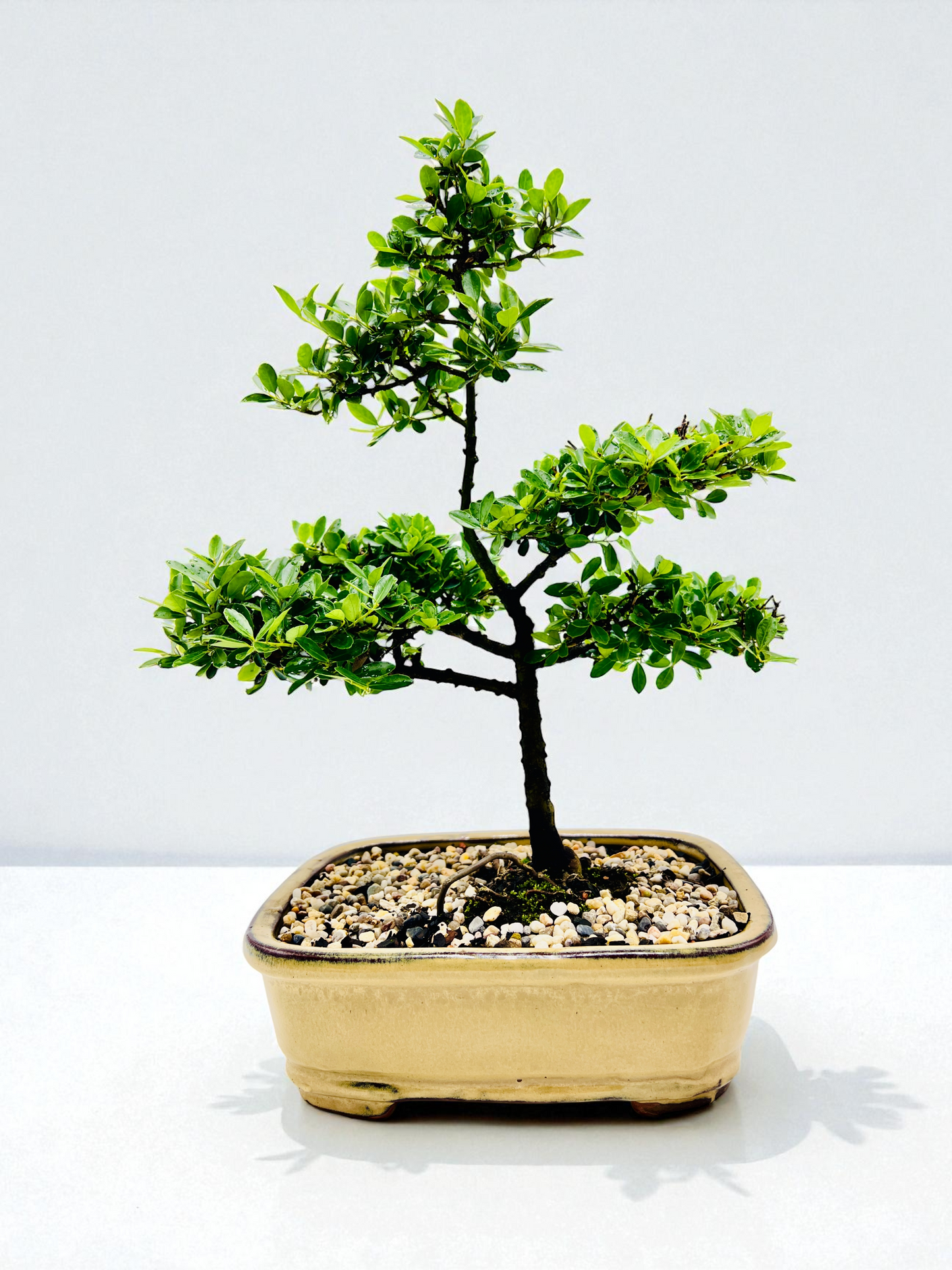 10 Inch Japanese Dwarf Holly Bonsai Tree - Yellow Rectangle Pot
