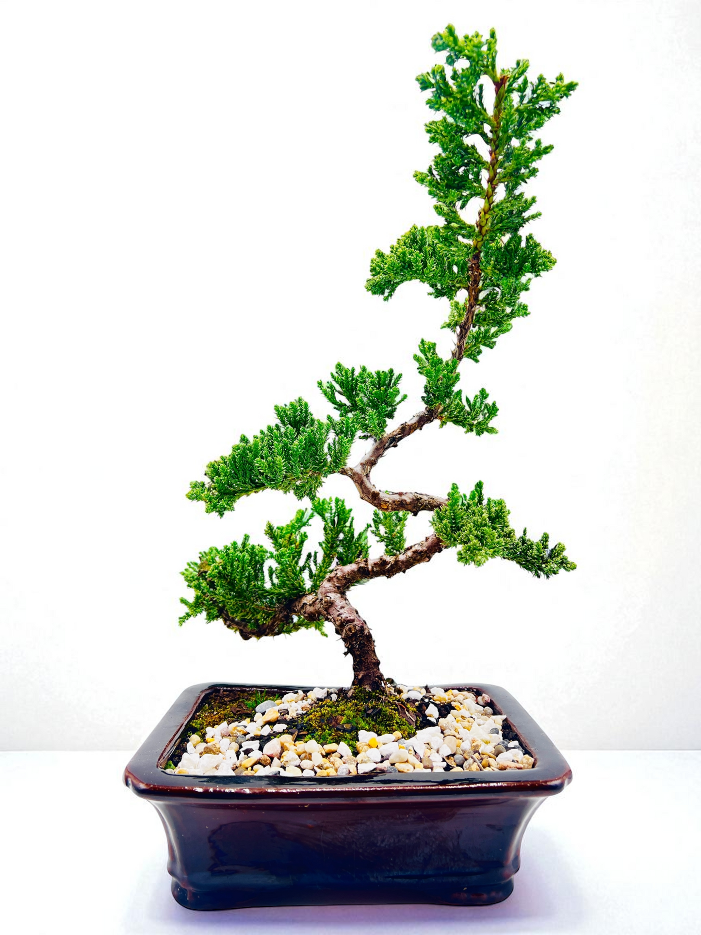 8 Inch Juniper Squamata Bonsai Tree - Black Rectangle Pot
