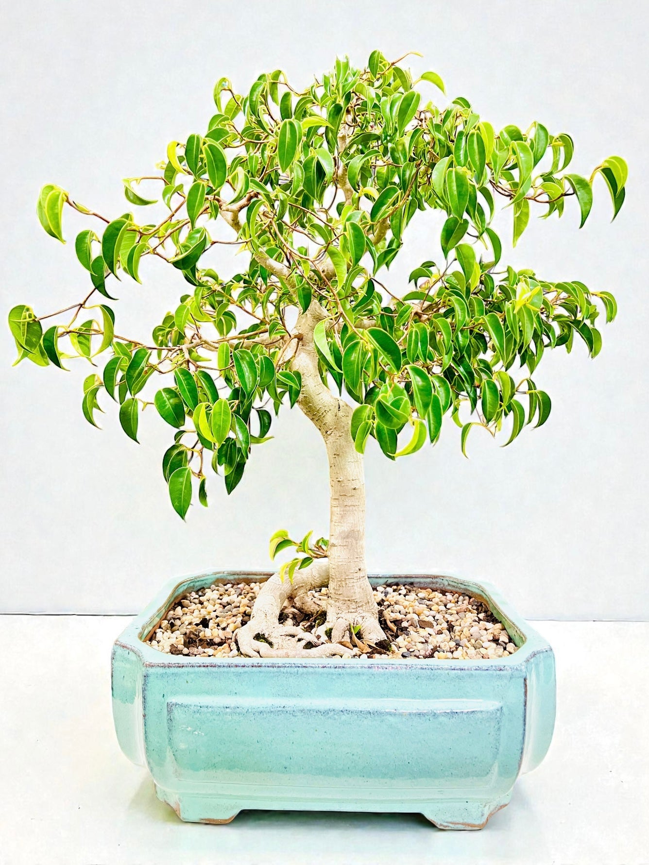 Weeping Fig Bonsai Tree 15 Years Old 70cm Tall