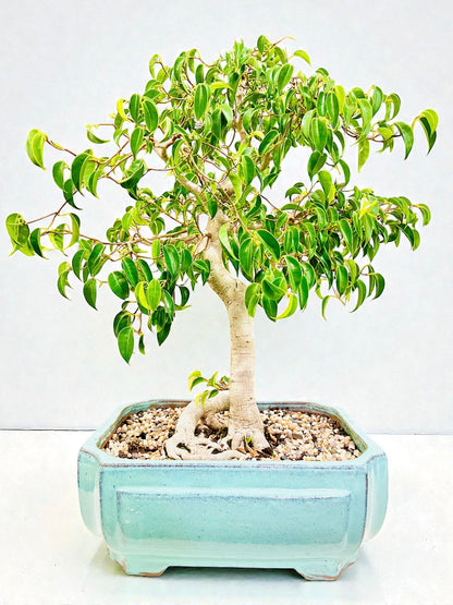 Weeping Fig Bonsai Tree 15 Years Old 70cm Tall