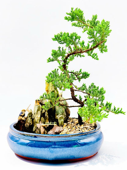 14" Juniper With Rock Feature Bonsai Tree