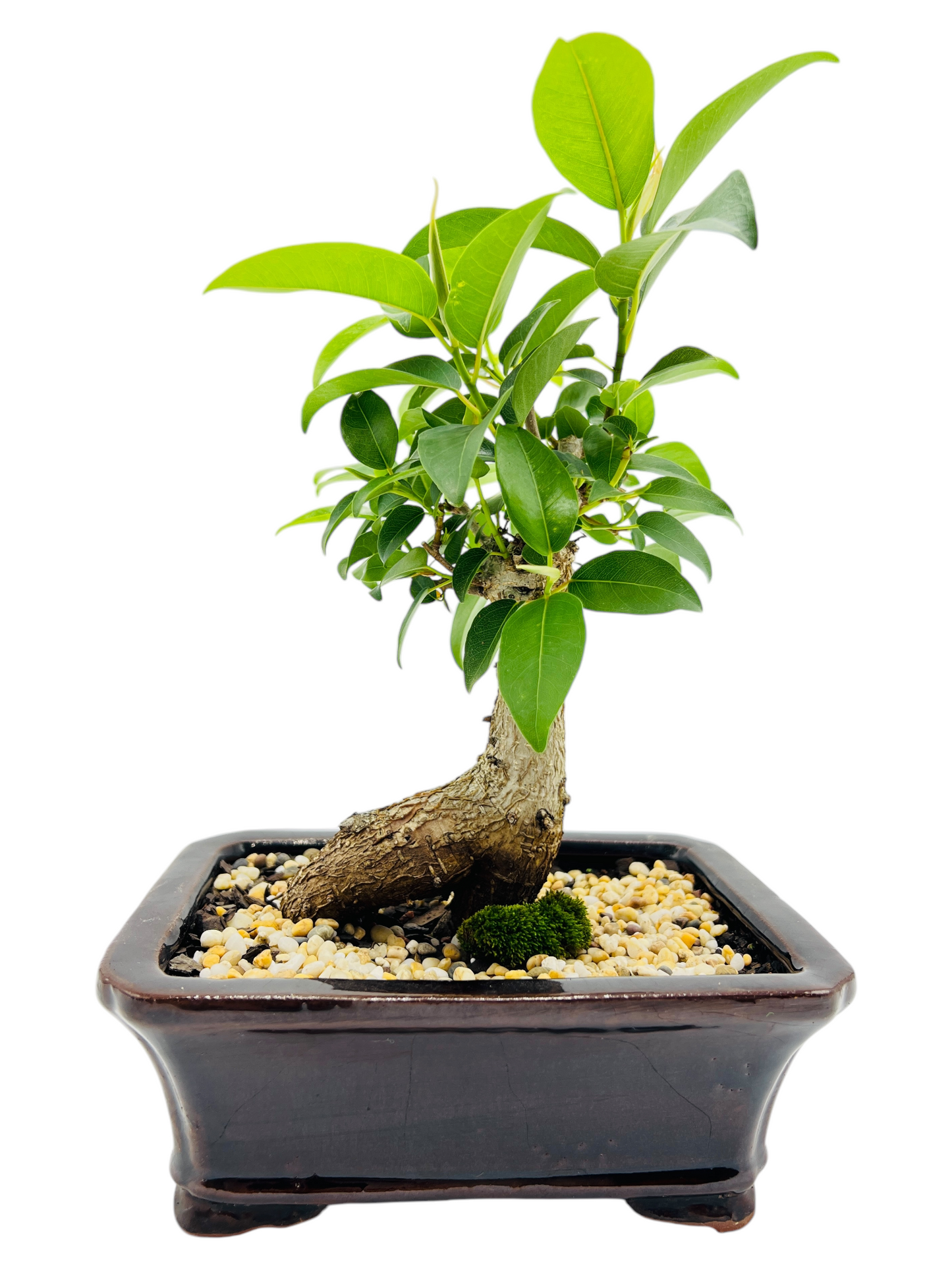 8 Inch Small Leaf Fig Bonsai Tree