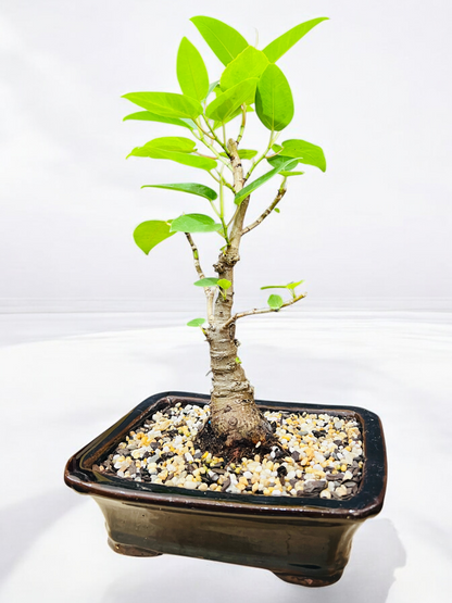 8 Inch Small Leaf Fig Bonsai Tree