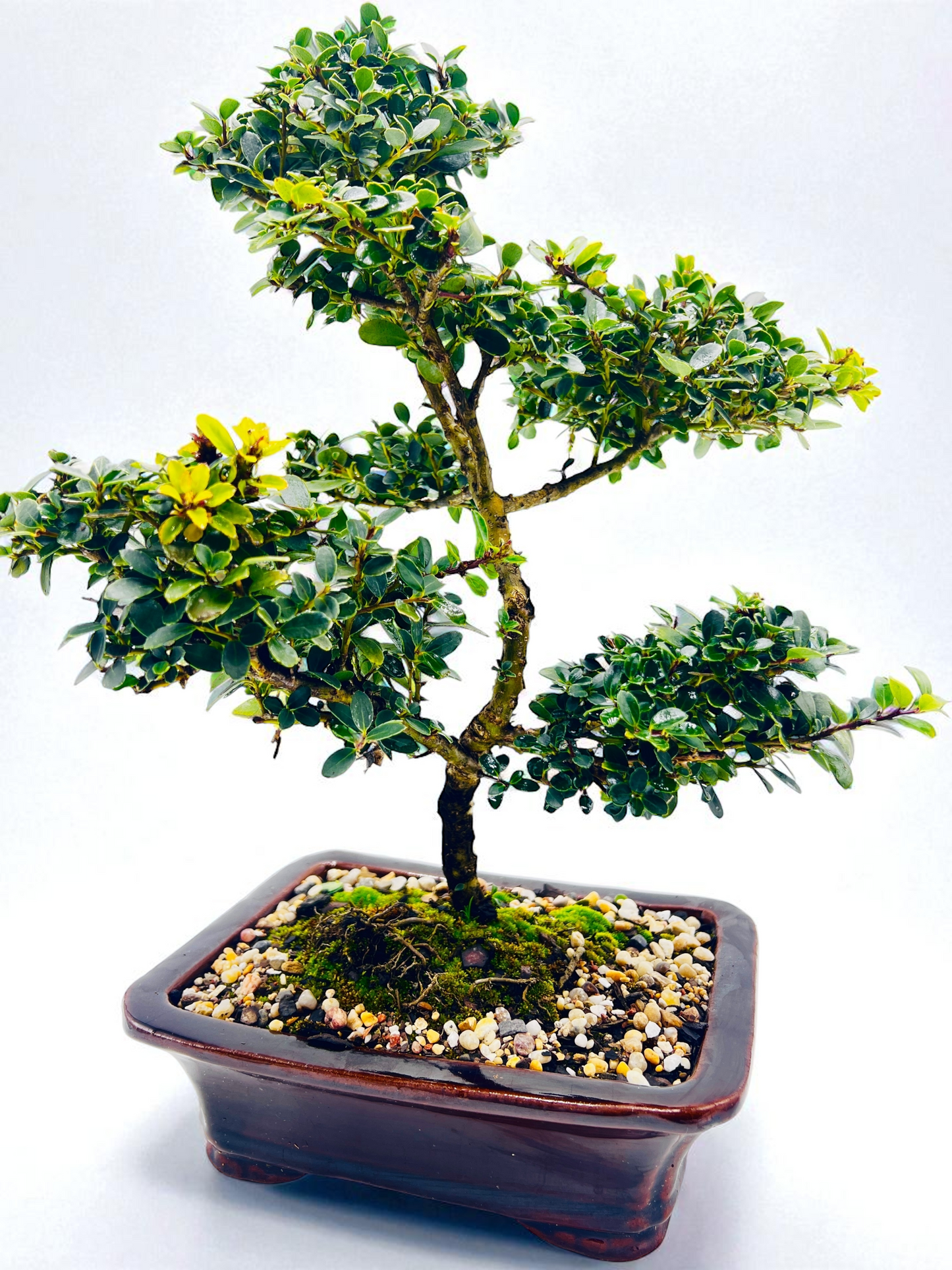 8 Inch Japanese Dwarf Holly Cloud Style Bonsai Tree - Black Rectangle Pot