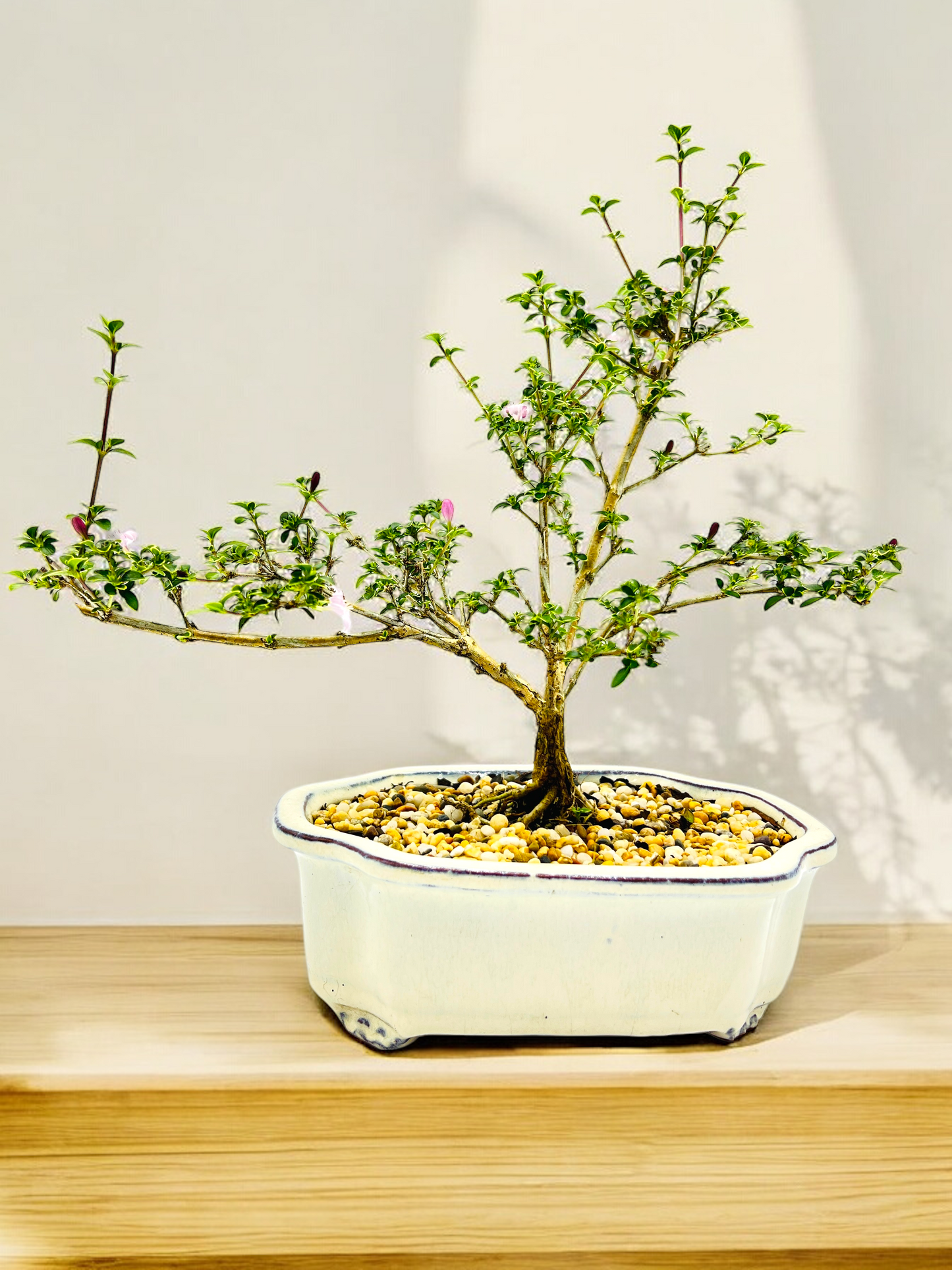 8 Inch Pink Flowering Serissa Bonsai Tree