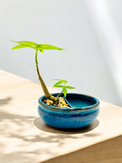 Twin Trunk Indoor Guiana Chestnut “Pachira Aquatica” Bonsai Tree 发财树