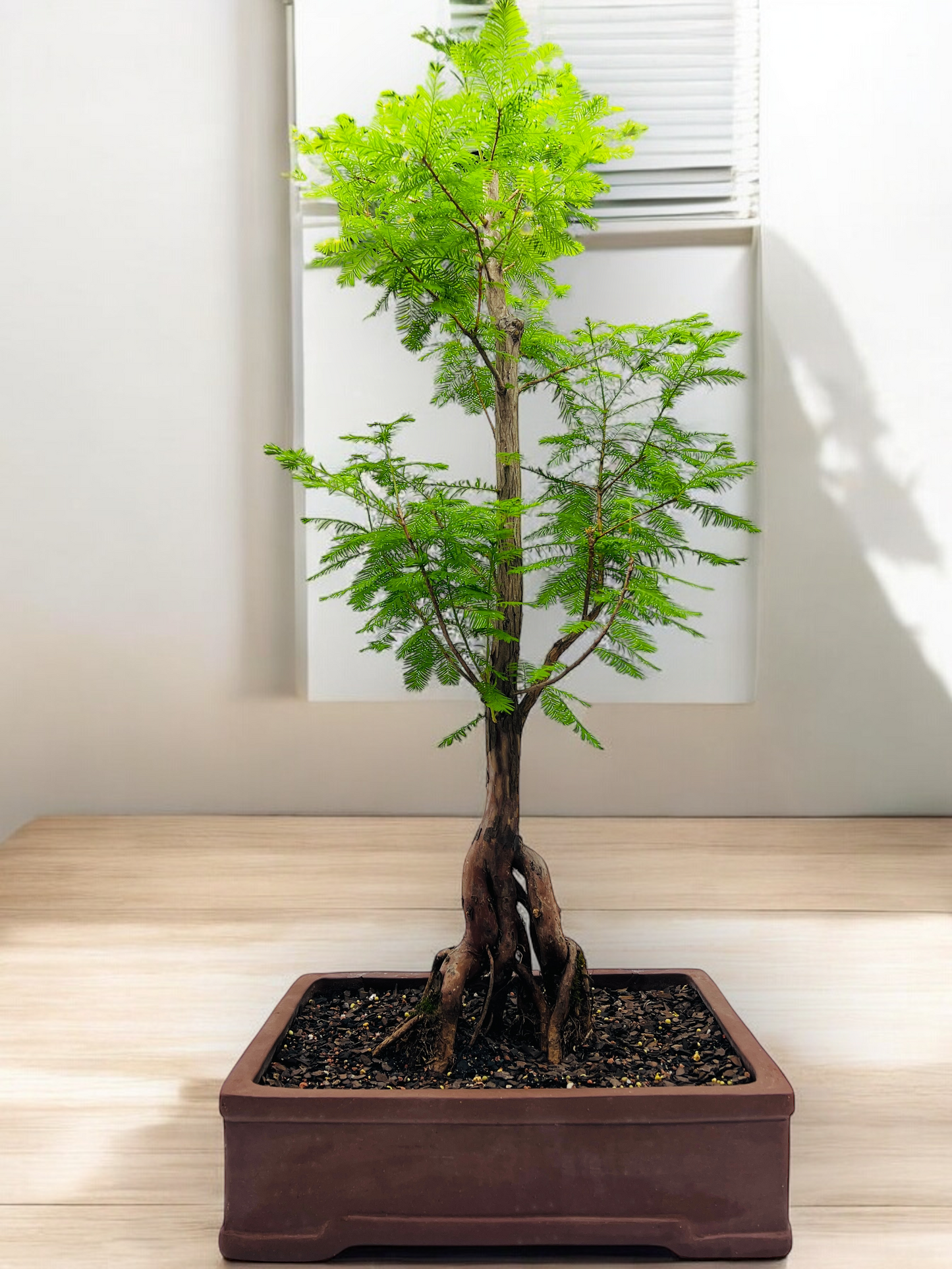 Swamp Cypress Bonsai