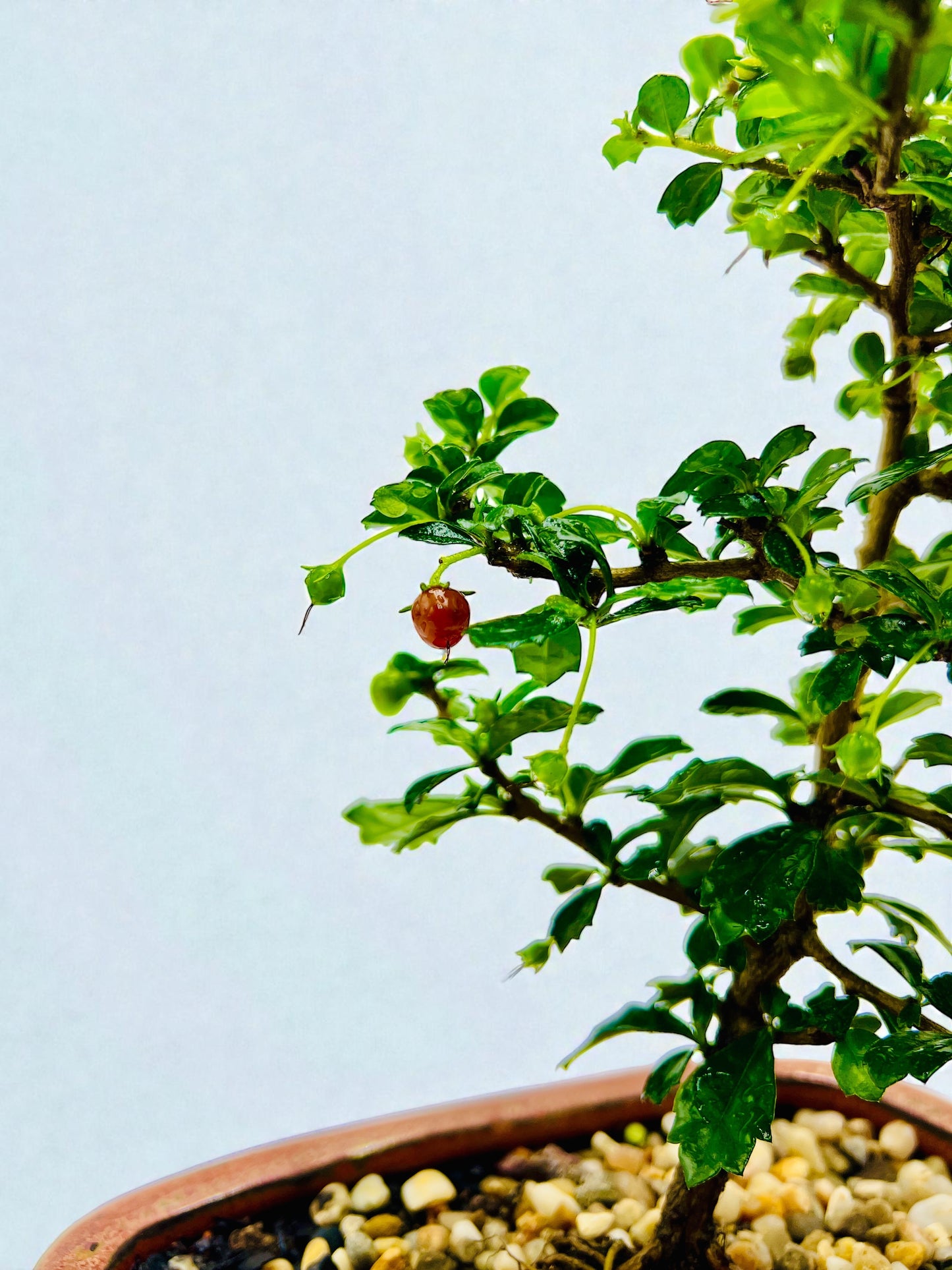 8” Fukien Tea Bonsai Tree