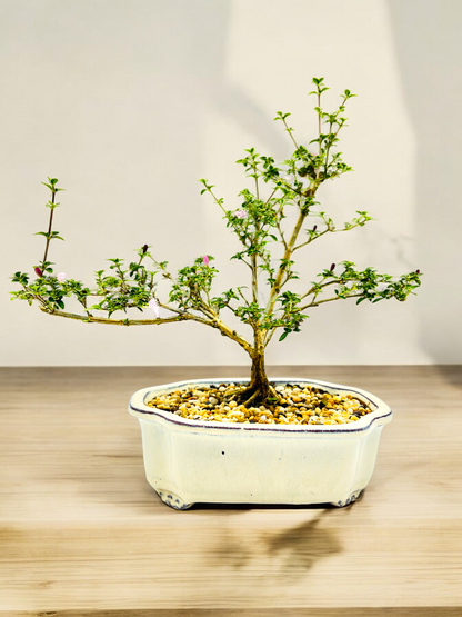 8 Inch Pink Flowering Serissa Bonsai Tree