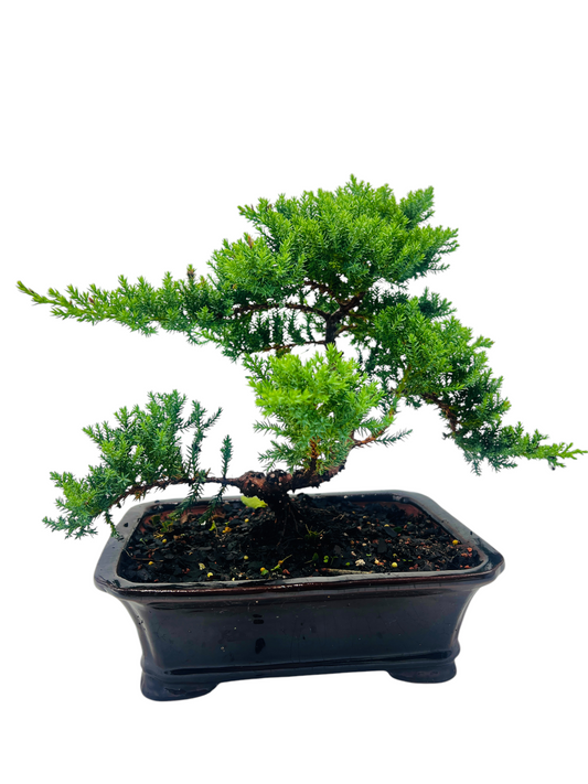 10” Large Juniper Squamata Bonsai Tree - Black Pot