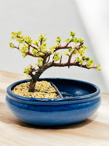 10 Inch Variegated Jade Bonsai Tree